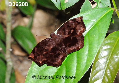 Giant Sicklewing (Achlyodes busirus)